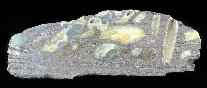 Slab Fossil Teredo (Shipworm Bored) Wood - England #63451